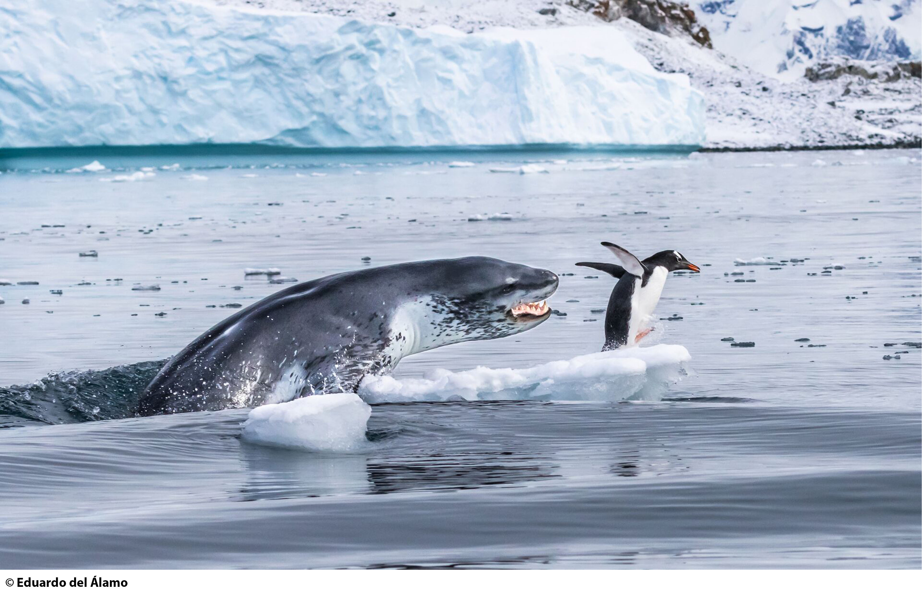 killer whale wildlife photographer 55